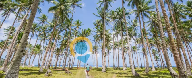 Coconut Trees in Beaches Philippines