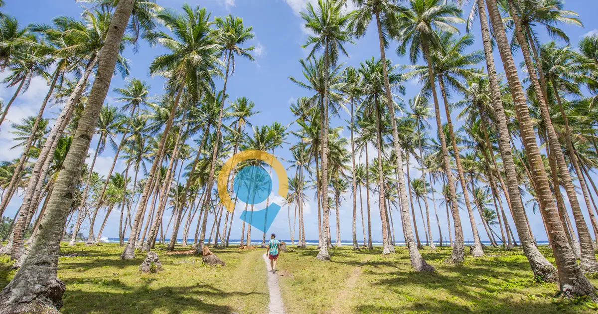 Coconut Trees in Beaches Philippines